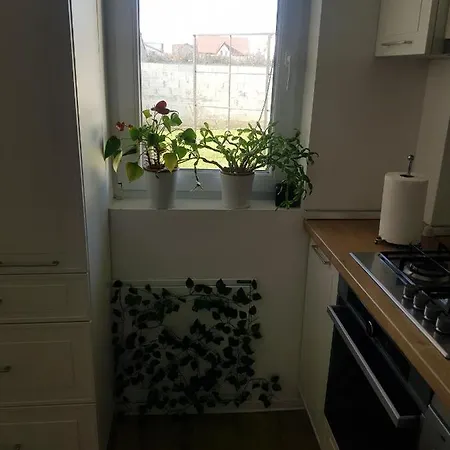 Garden Timisoara